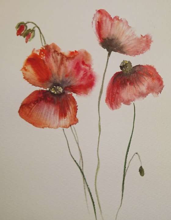 Poppy flowers