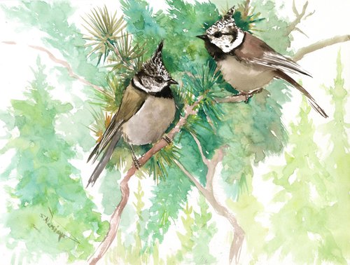 Crested Tit birds in the forest by Suren Nersisyan