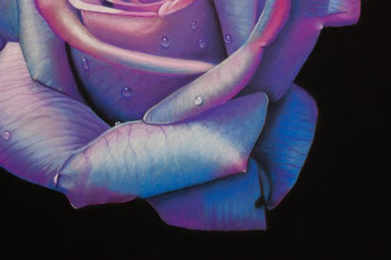 Blue and Pink Rose
