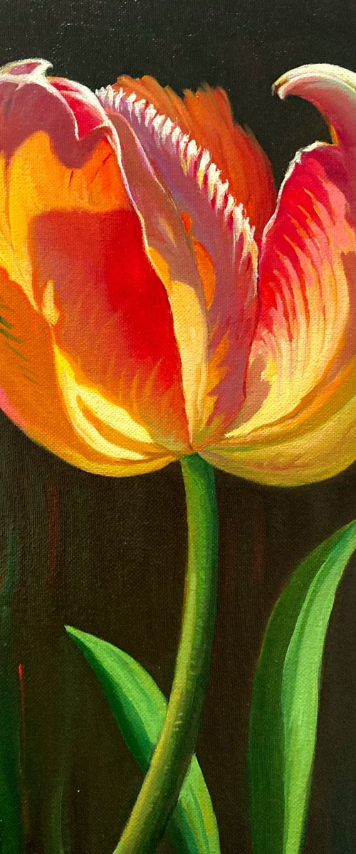 Romantic tulip by Olexandr Romanenko