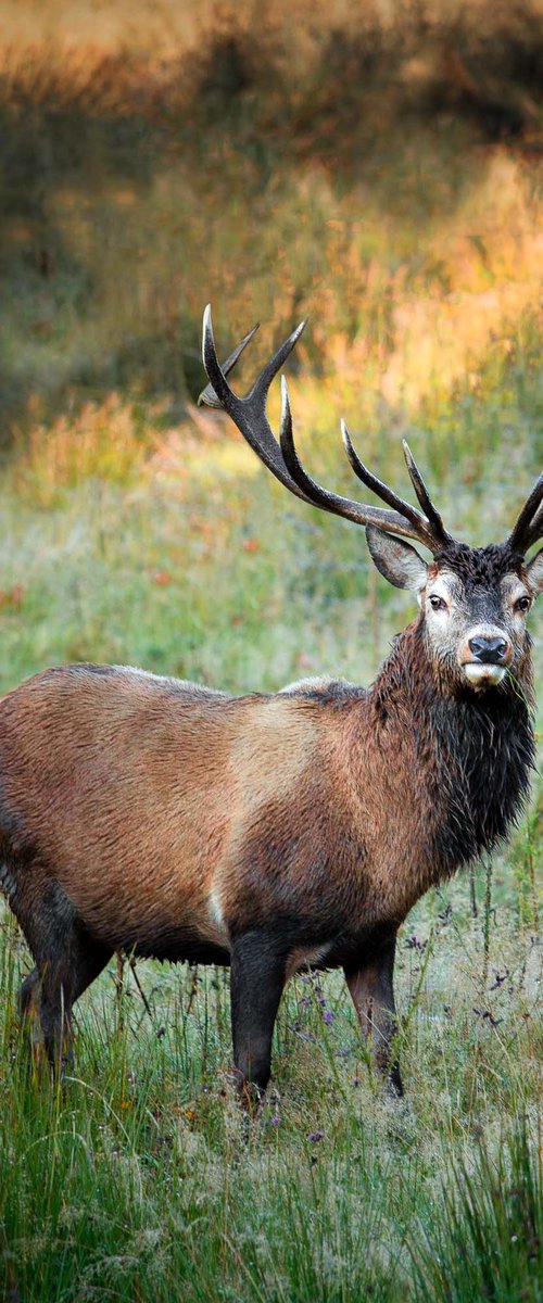 Royal Stag, Scotland by Lynne Douglas