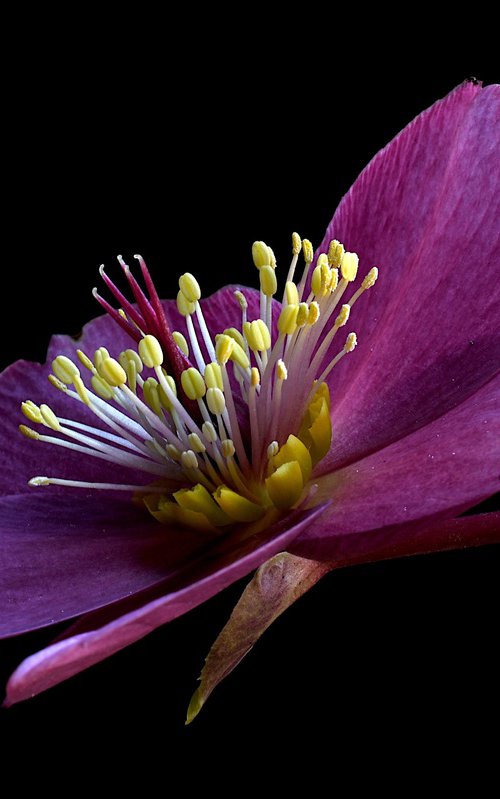 Hellebore Early Red by Nadia Culph
