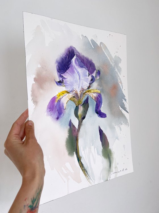 Iris