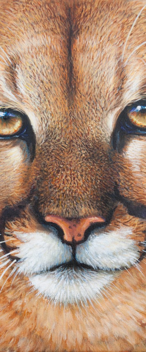 Cougar portrait by Norma Beatriz Zaro