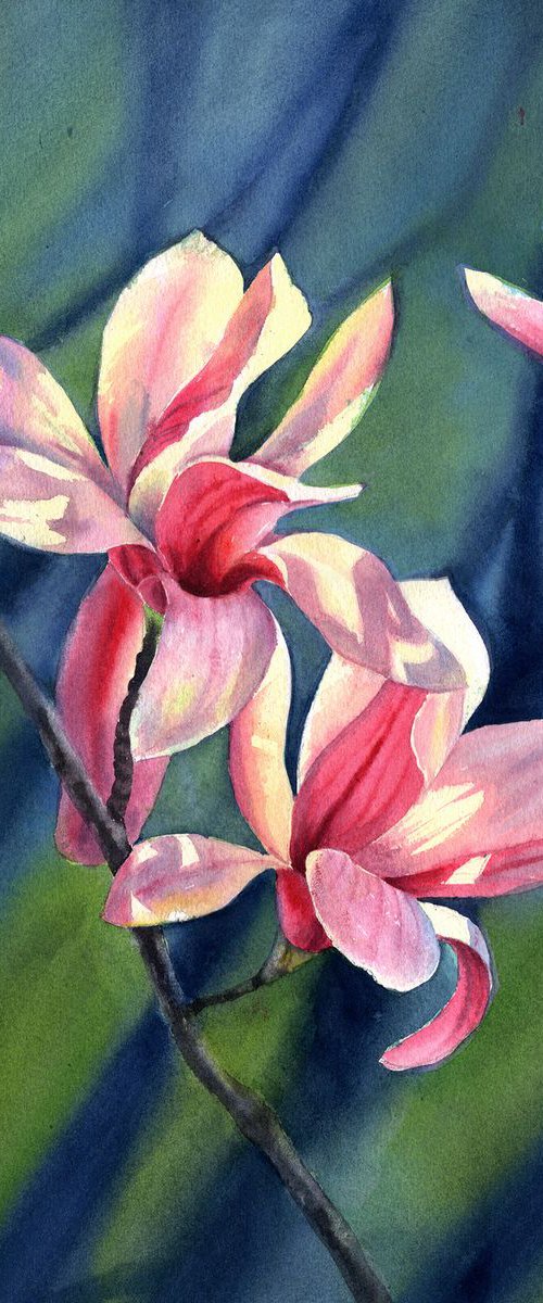 Magnolia Blossoms - Beauty Of by Olga Beliaeva Watercolour