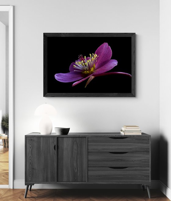 Hellebore Early Red