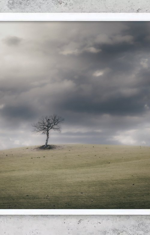 A lone tree on a hilltop (s.3) by Karim Carella