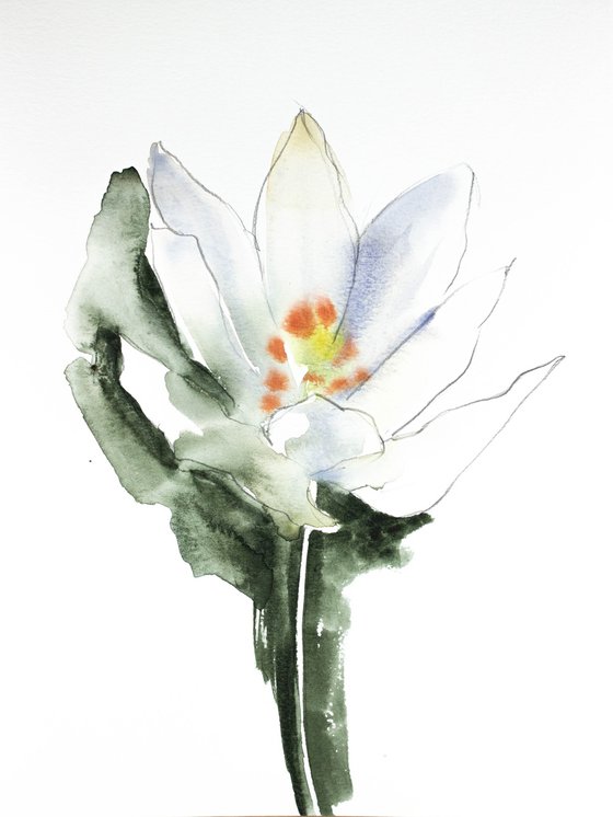 Bloodroot No. 3