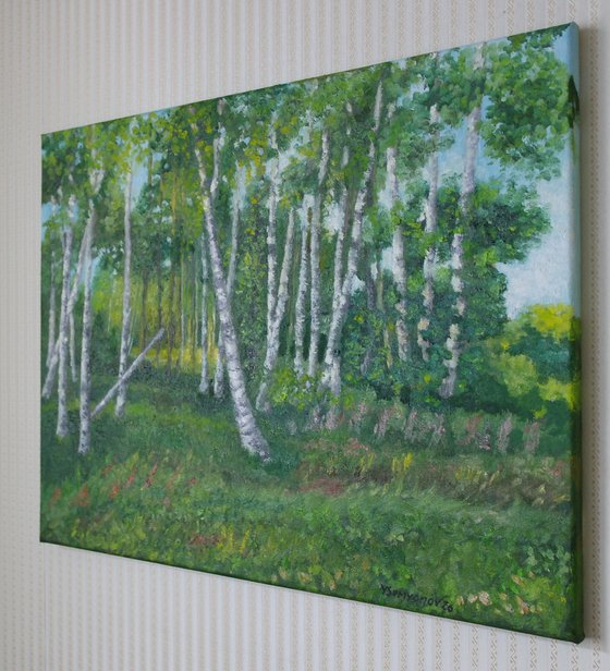 Birch Grove In May