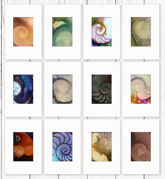 Nautilus Shell Collection 19