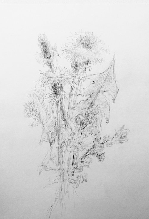 Dandelions #1. Original pencil drawing. by Yury Klyan