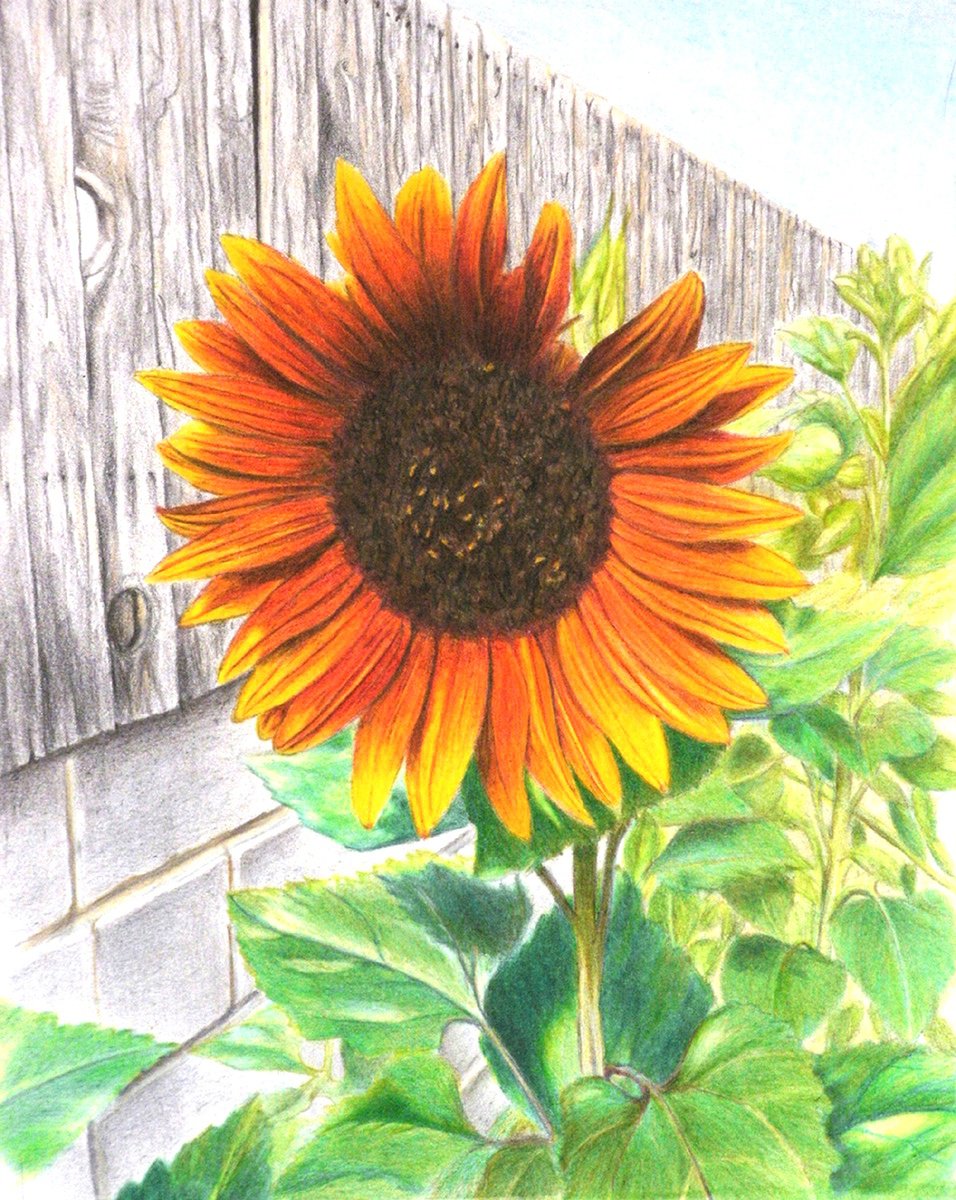 Sun Chaser by Carmen Badeau