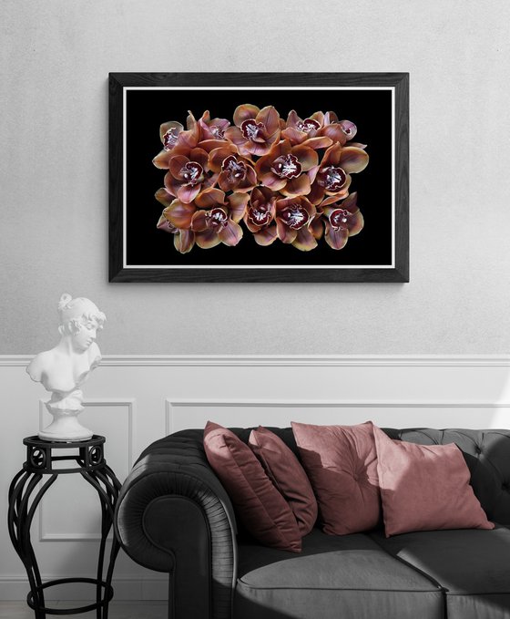 Cymbidium Orchids