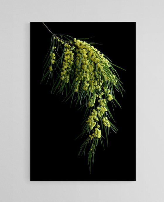 Bower Wattle