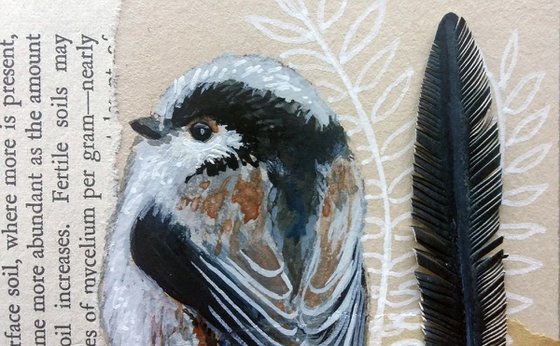 The Long tailed tit feather  (framed and ready to hang)