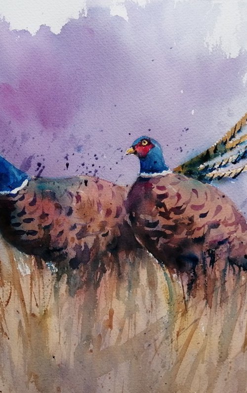 pheasant 3 by Giorgio Gosti