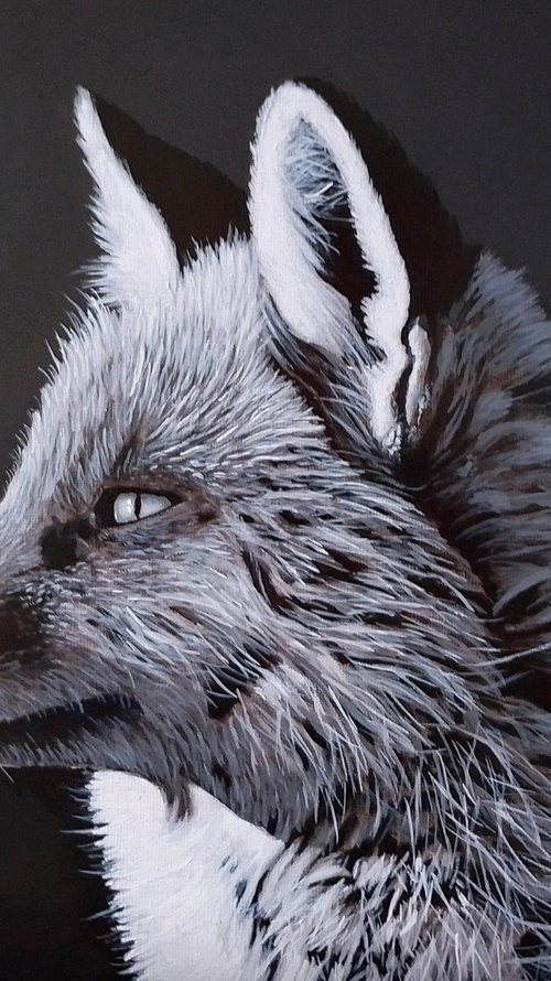 Fox in black and white small by Barry Gray