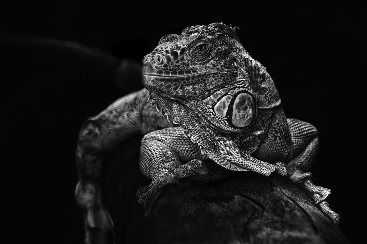 Animal Photograph By Paul Nash, 24 X 16", Blue Iguana, Original Artwork