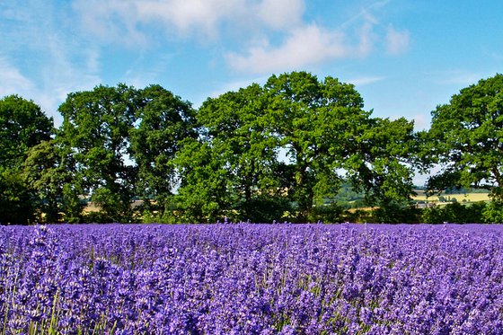 Sea of Lavender