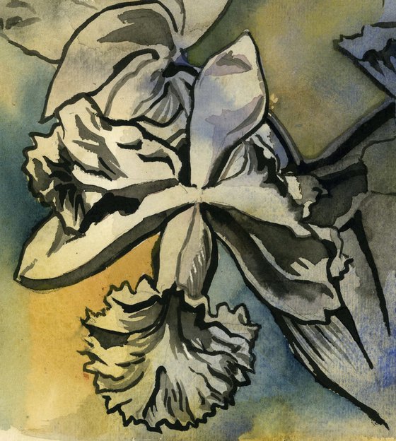 cattleya orchid in ink