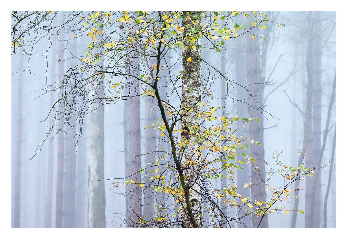 November Forest III by David Baker