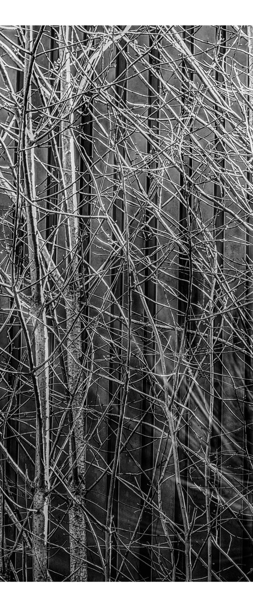 Twigs and Branches. Limited Edition Impressionist Photograph #1/10 by Graham Briggs