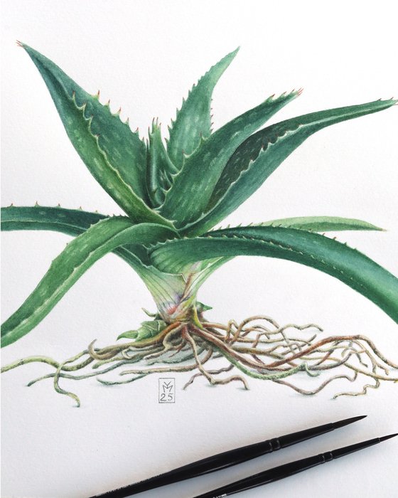 Aloe