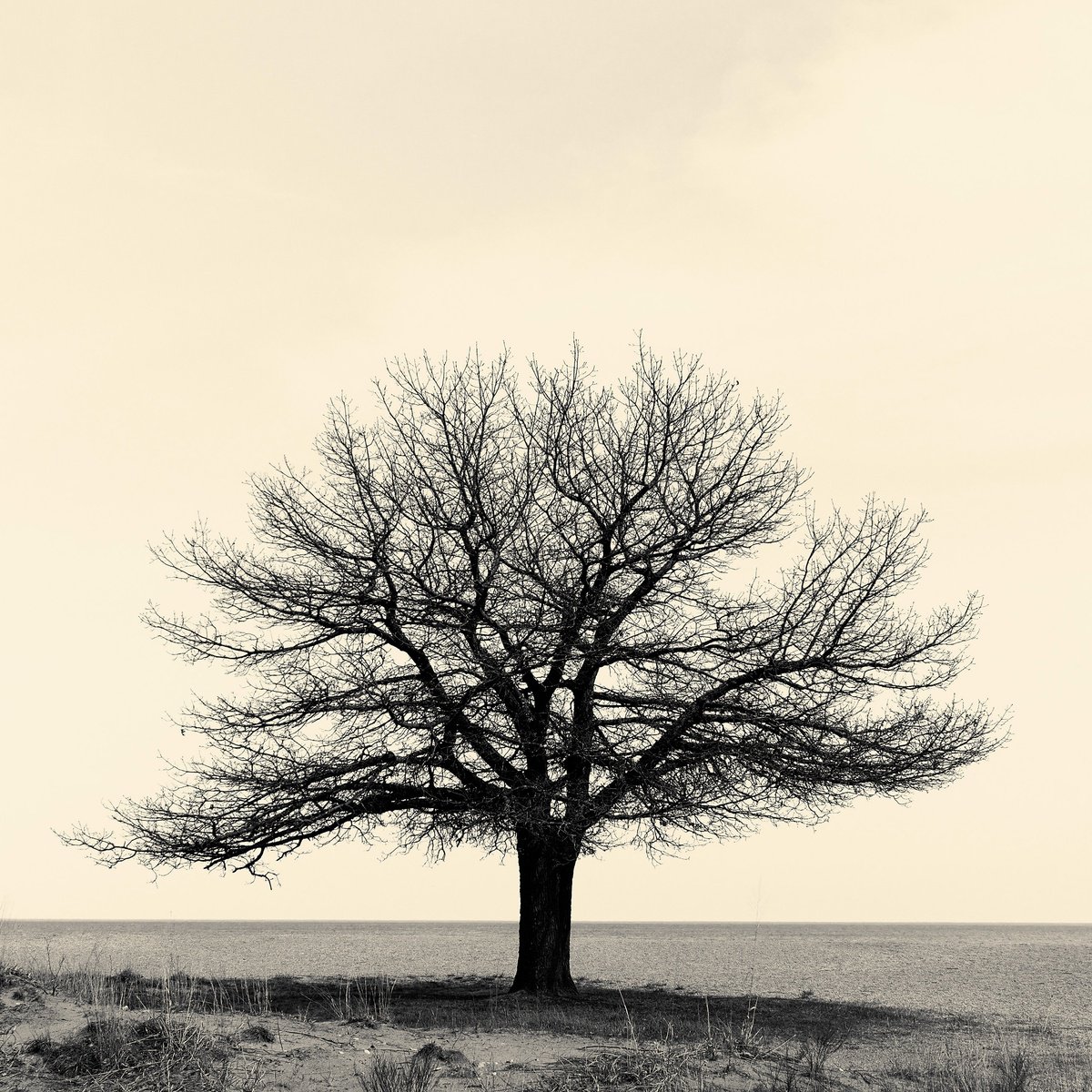 Photorealistic Landscape Photograph By Robert Tolchin, 16 X 16", Sometimes A Tree Is Just A Tree, Original Artwork