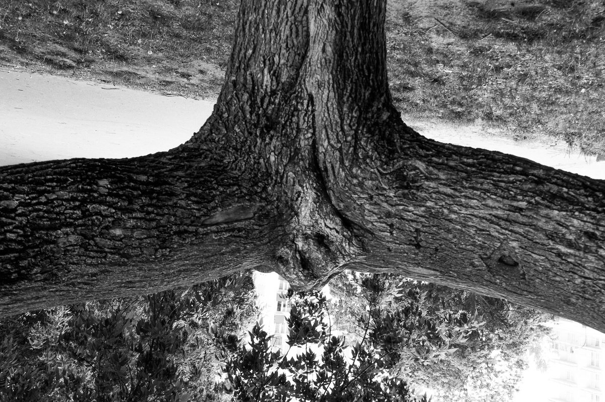 Crotch (from Trees set) by Adam Mazek