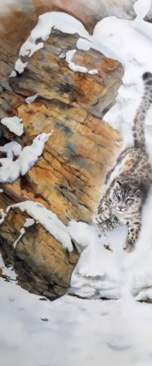 Snow leopard -  Snow Leopard o by Olga Beliaeva Watercolour