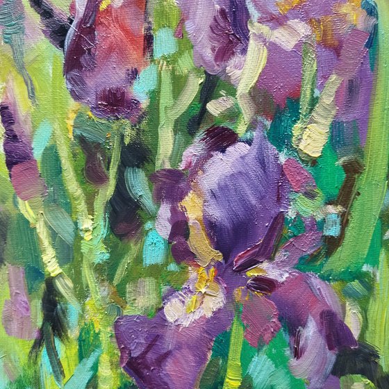 Purple irises