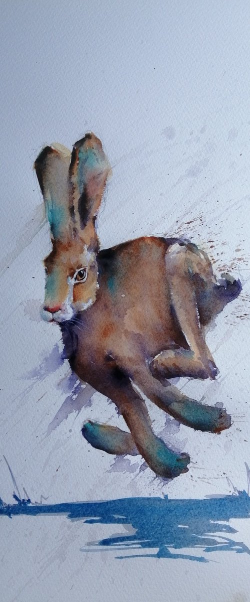 hare 11 by Giorgio Gosti