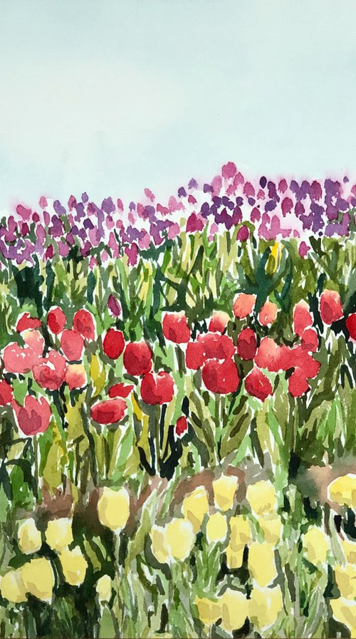 Tulip fields by Krystyna Szczepanowski