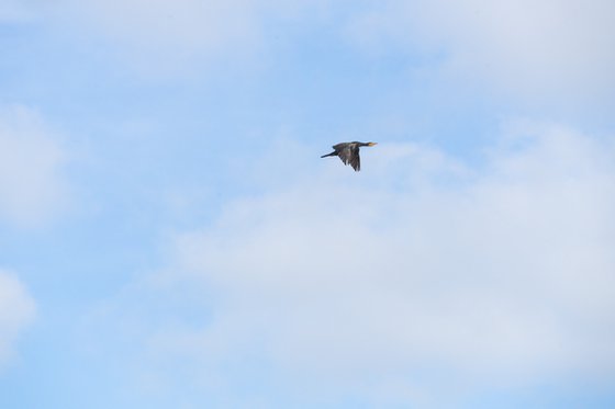 FLYING BY