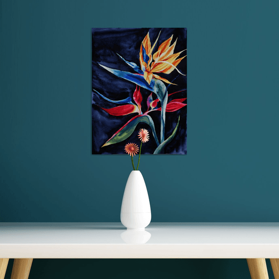 Strelitzia on black-velvet background