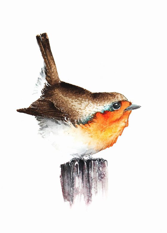 Robin,  birds, wildlife watercolours