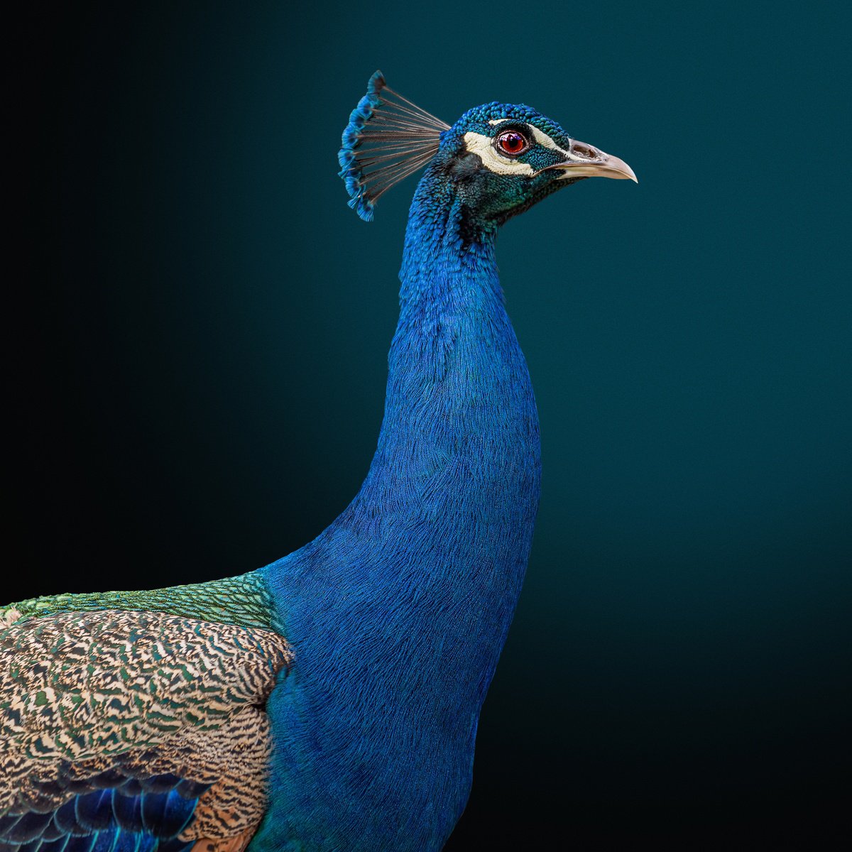 Photorealistic Photograph , Portrait Of A Peacock By Lidiya Dmitrieva, 18 X 18, Artwork For Sale On Artfinder