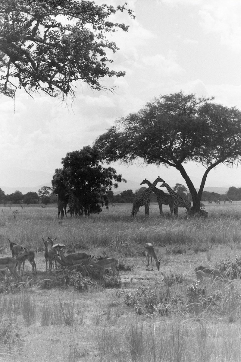 Safari in Africa by Anna Tuzyuk