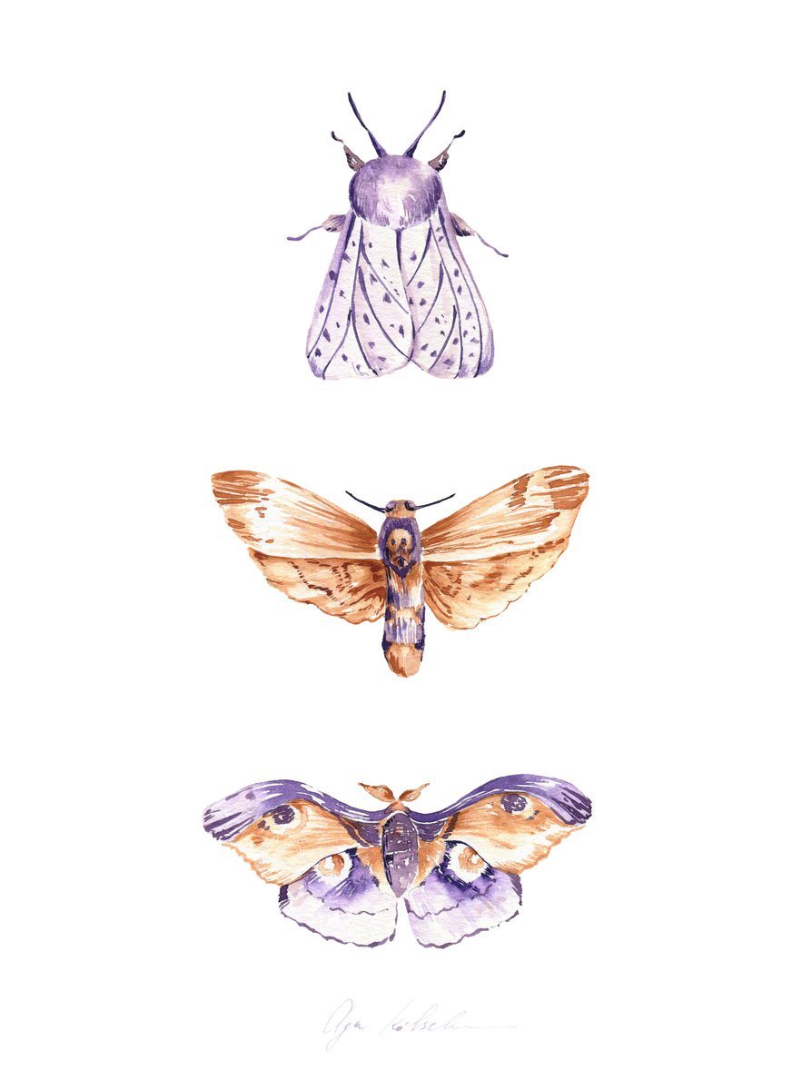 Mystery Moths 1 by Olga Koelsch