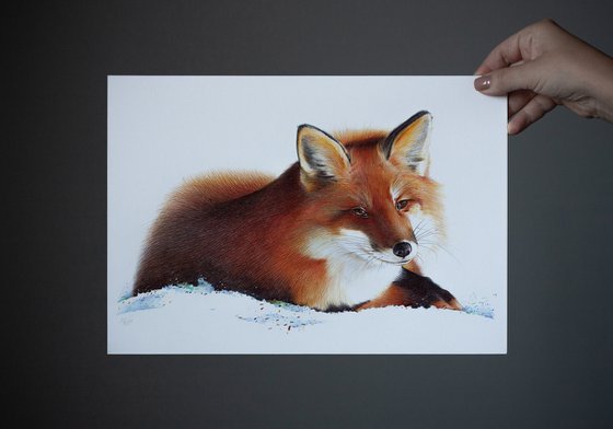 Red Fox