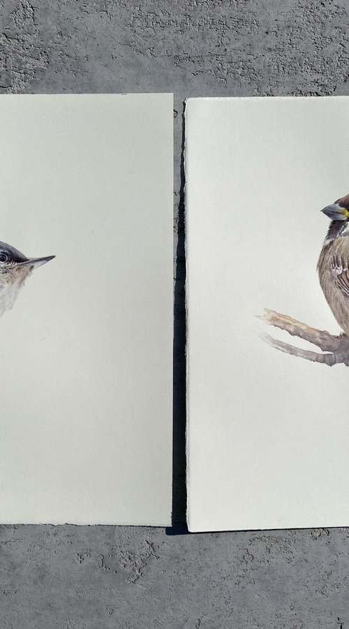 Nuthatch & sparrow chick (Set of 2) by Tetiana Savchenko