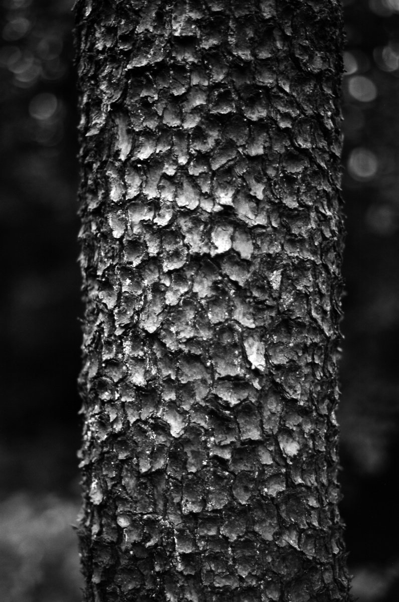 Photorealistic Botanical Photograph By Justice Hyde, 24 X 36", Bark - Unmounted, Original Artwork