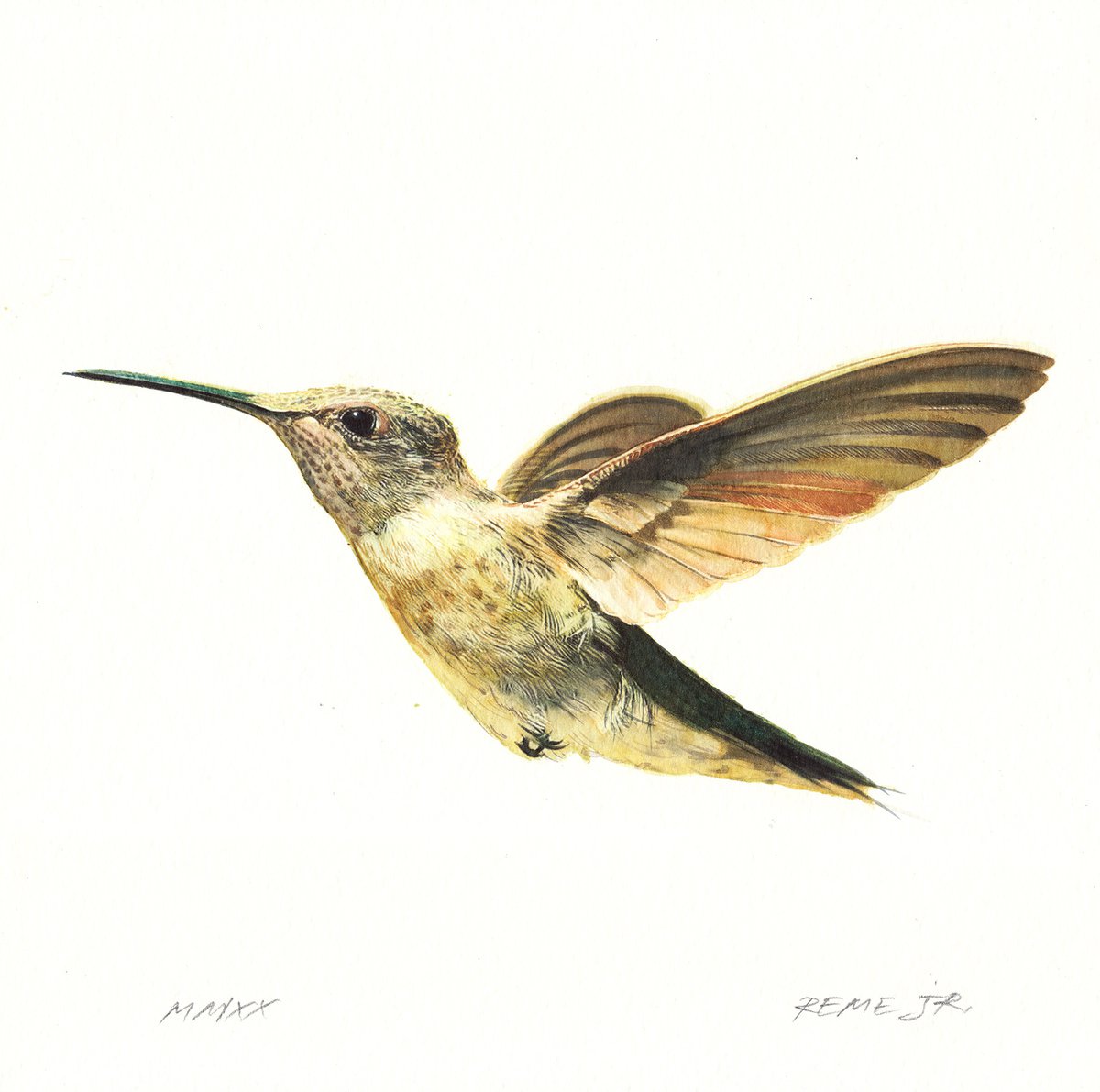 BIRD XL - Hummingbird by REME Jr.