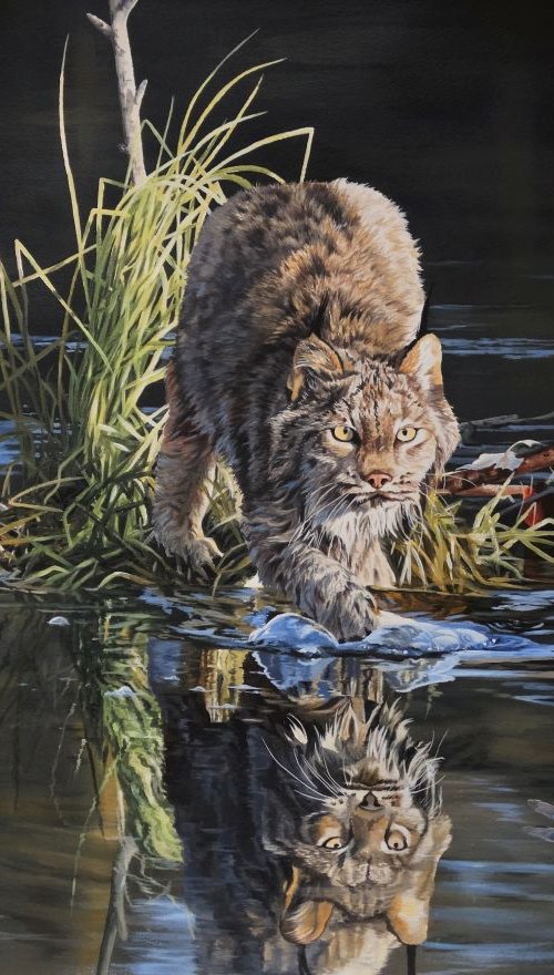 Lynx on the prowl by Julian Wheat