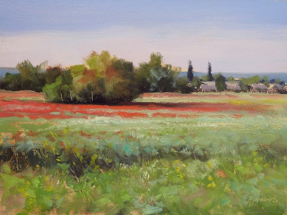 Poppies field in Provence