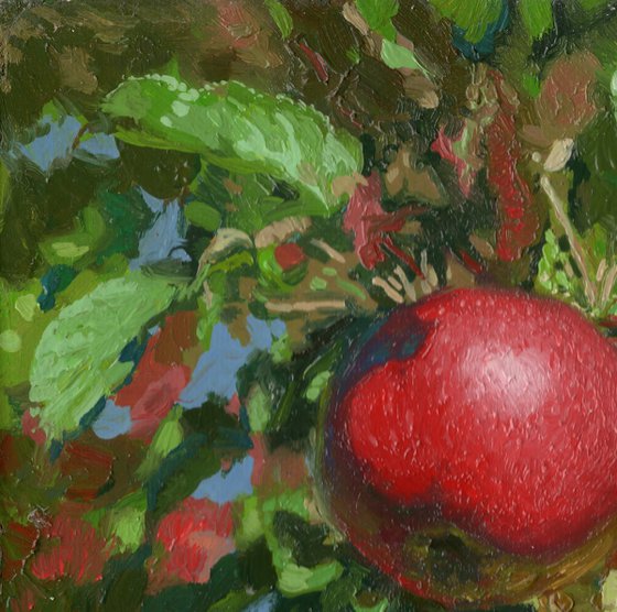 Apples