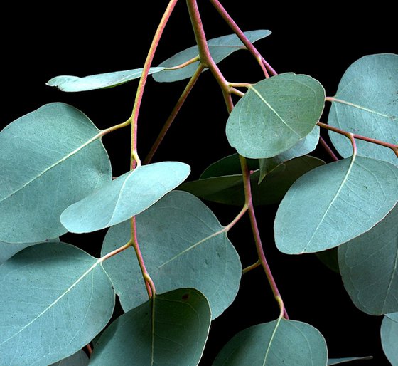 Eucalyptus Cinerea