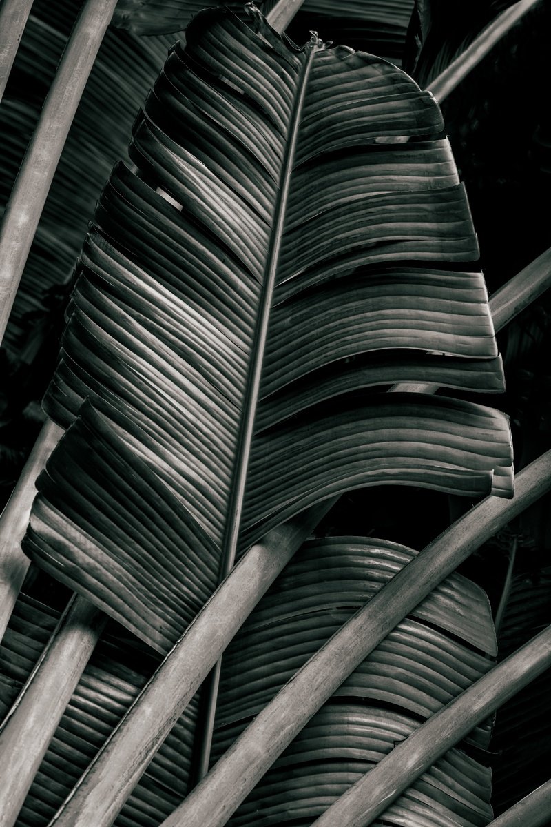 Organic Photograph , Jungle Fronds By Brandon Levalley, 20 X 30, Artwork For Sale On Artfinder