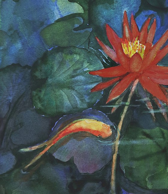 Water lily and Koi pond