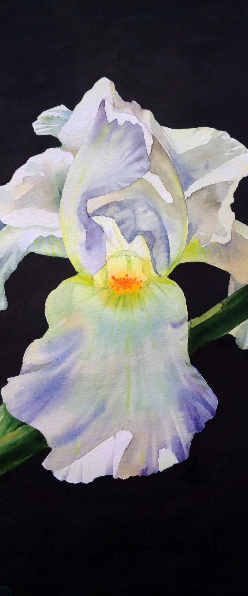 Mysterious White Iris by Olga Beliaeva Watercolour
